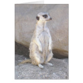 meerkat card (Front)
