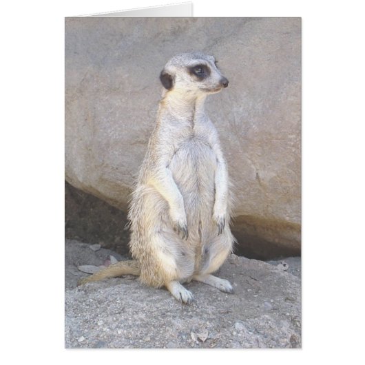 meerkat card (Front)