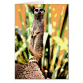 Meerkat Card (Front)