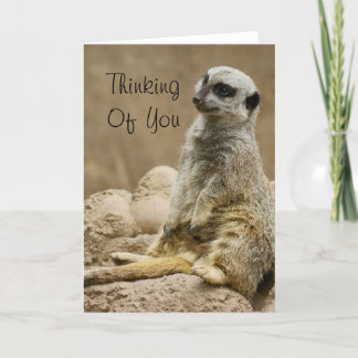 Meerkat Card