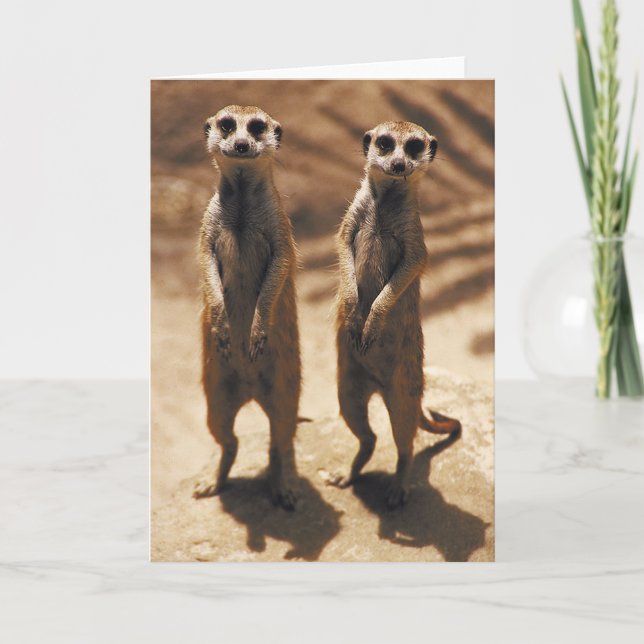 Meerkat cards (Front)