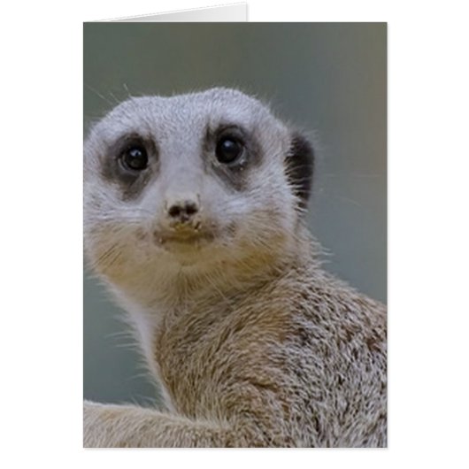 meerkat cards (Front)