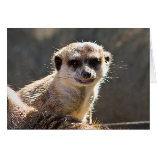 Meerkat Cards (Front Horizontal)