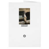 Meerkat Cards (Back)