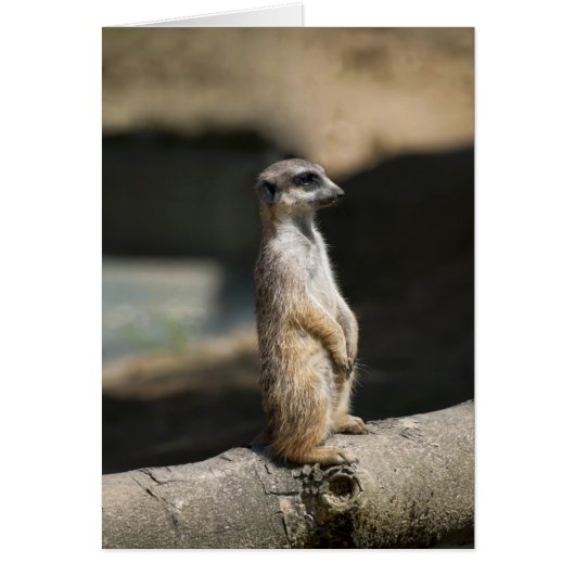 Meerkat Cards (Front)