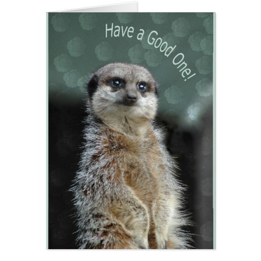 Meerkat Cards (Front)