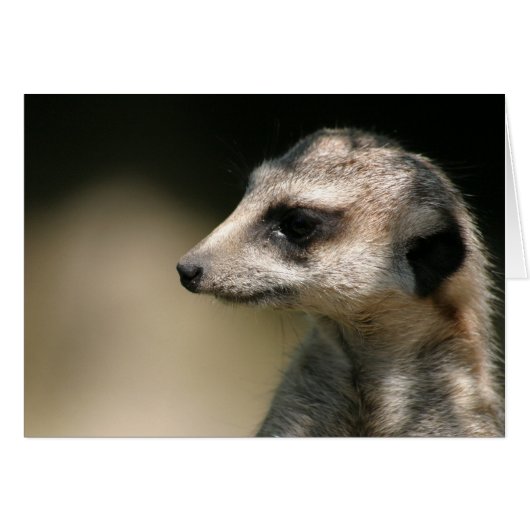 Meerkat Cards (Front Horizontal)