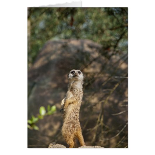 Meerkat Cards (Front)