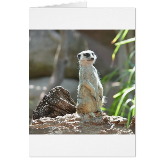 Meerkat Cards (Front)