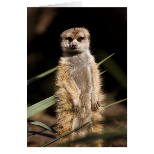Meerkat Cards (Front)