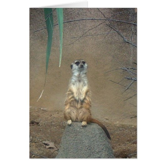 Meerkat Cards (Front)