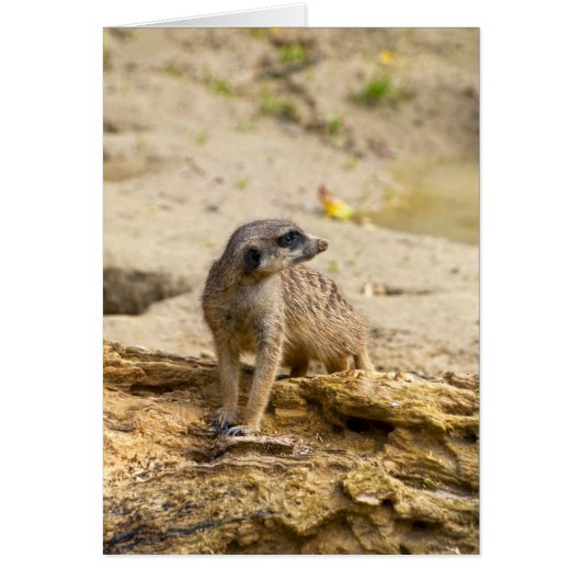 Meerkat Cards (Front)