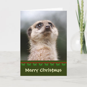 Meerkat Christmas Card