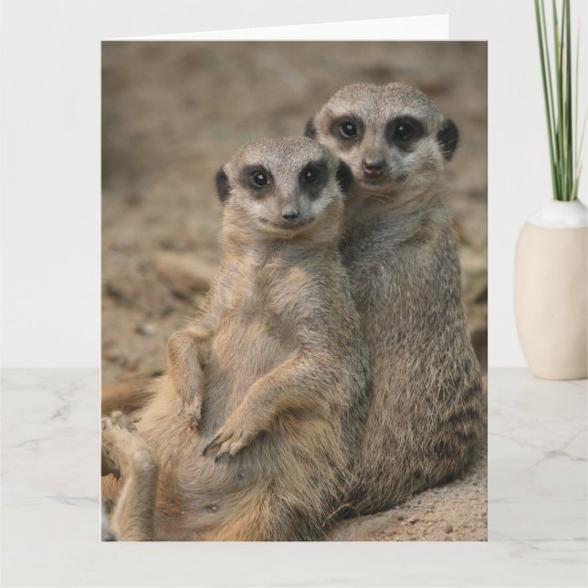 Meerkat-Couple Card (Front)