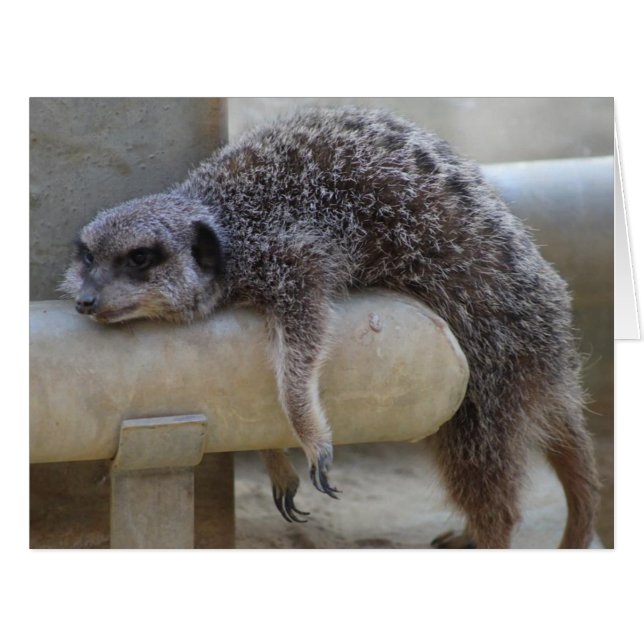 Meerkat Down Cards (Front Horizontal)