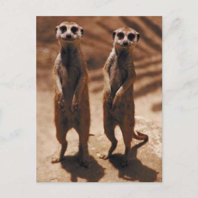 Meerkat Duo Postcard (Front)