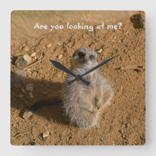 Meerkat Enclosure Funny Drusillas Park Square Wall Clock