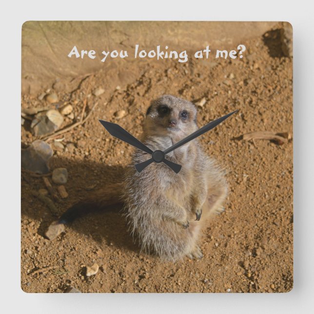 Meerkat Enclosure Funny Drusillas Park Square Wall Clock (Front)