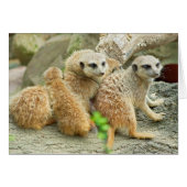 Meerkat Family - Card (Front Horizontal)