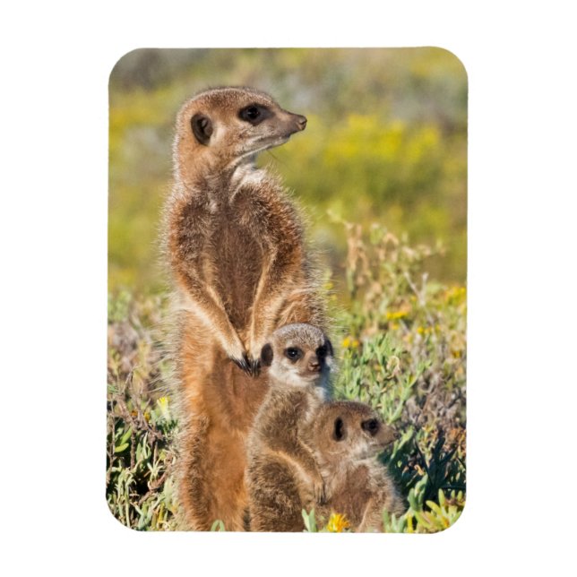 Meerkat Family Portrait Magnet (Vertical)