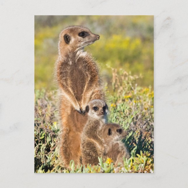 Meerkat Family Portrait Postcard (Front)