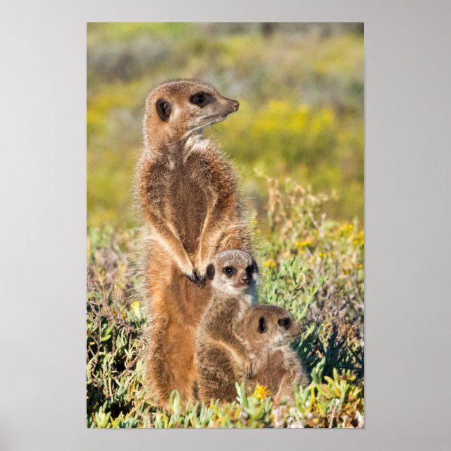 Meerkat Family Portrait Poster (Front)