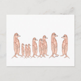 Meerkat Family Postcard