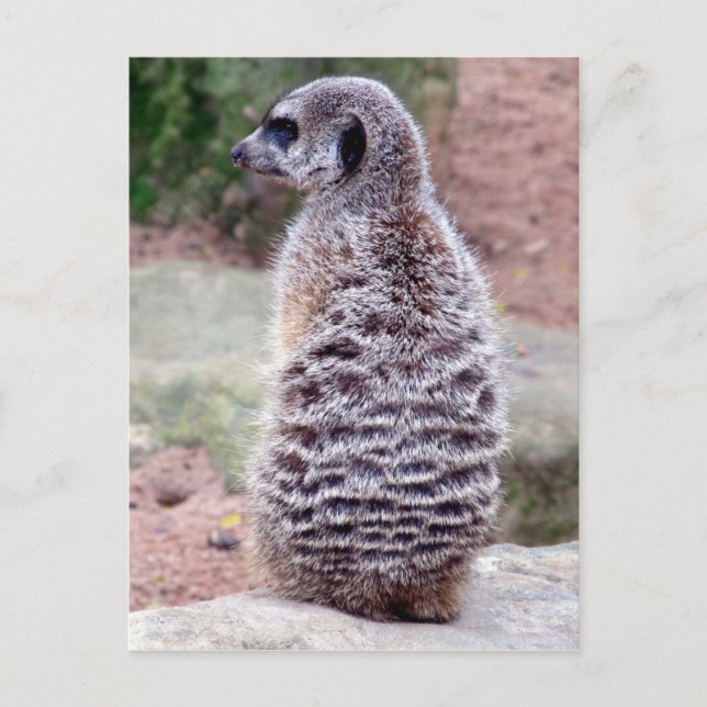 meerkat fur postcard (Front)