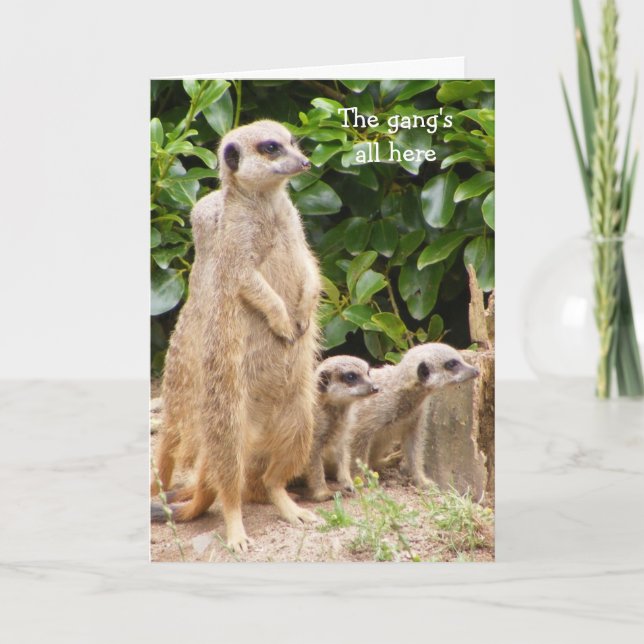 Meerkat gang birthday card (Front)