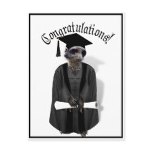 Meerkat Graduate W/Grey Gown & Black Sash