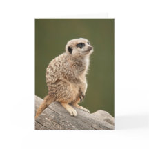 Meerkat Greeting Card