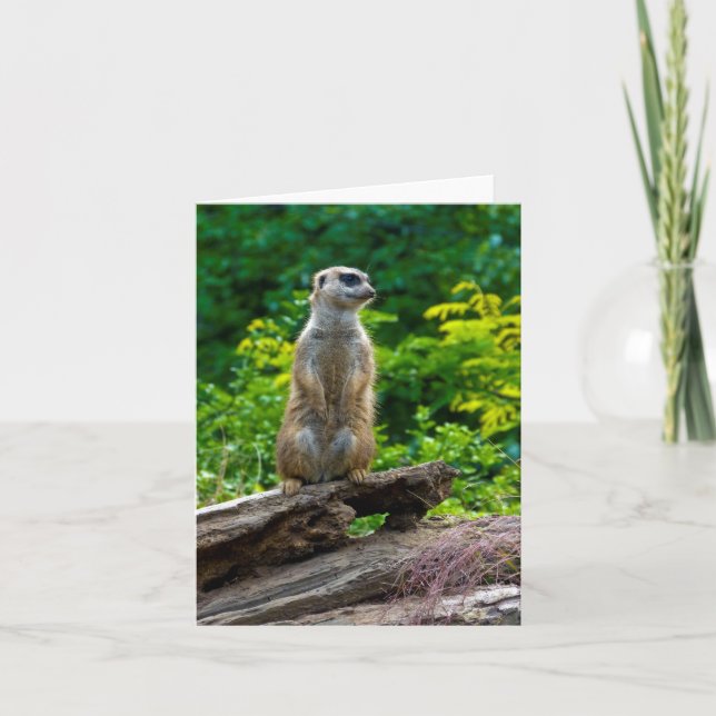 Meerkat Greeting card (Front)