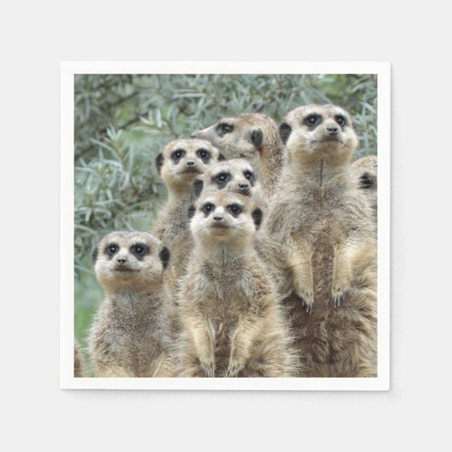 Meerkat-Group 001 Napkins (Front)