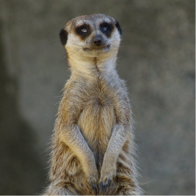 Meerkat Guard Photo Sculpture (Front)