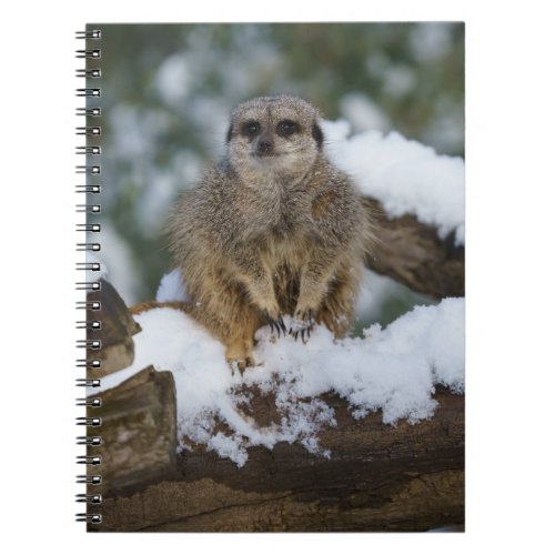 Meerkat In The Snow Notebook