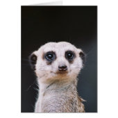 Meerkat Lookout (Front)