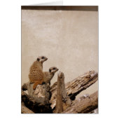 Meerkat Lookout (Front)