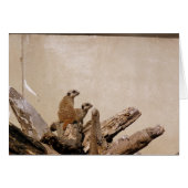 Meerkat Lookout (Front Horizontal)