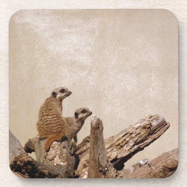 Meerkat Lookout Beverage Coaster (Front)