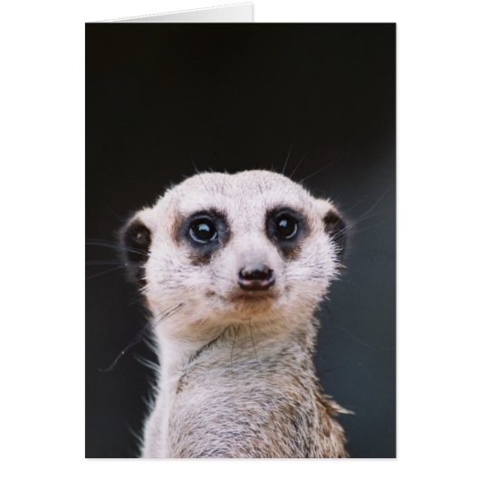 Meerkat Lookout Cards (Front)