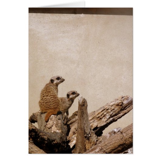 Meerkat Lookout Cards (Front)
