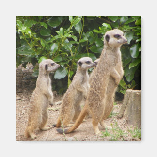 Meerkat magnet2 magnet