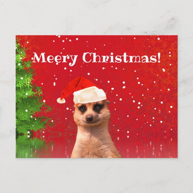 Meerkat Merry Christmas Funny Christmas Postcard (Front)