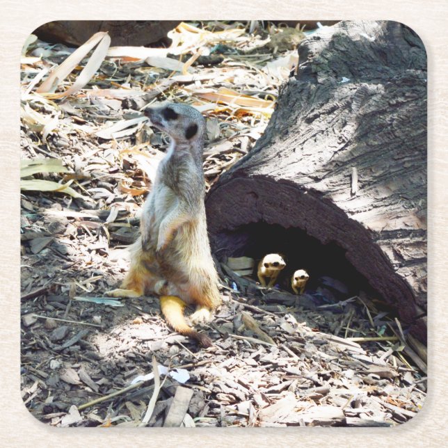Meerkat Mom With Her Kids, Paper Party Coasters (Front)