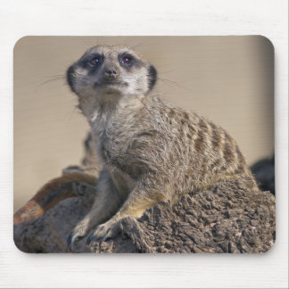Meerkat Mousemat Mouse Pad