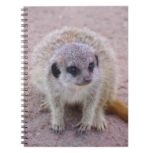 Meerkat Notebook