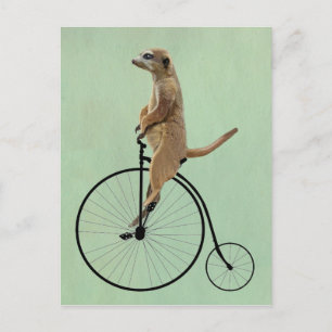 Meerkat on Black Penny Farthing 2 Postcard