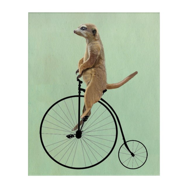 Meerkat on Black Penny Farthing Acrylic Print (Front)