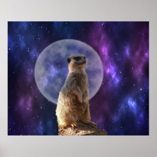 Meerkat On Night Watch, Poster