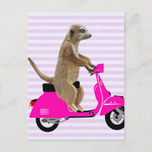 Meerkat on Pink Moped 2 Postcard
